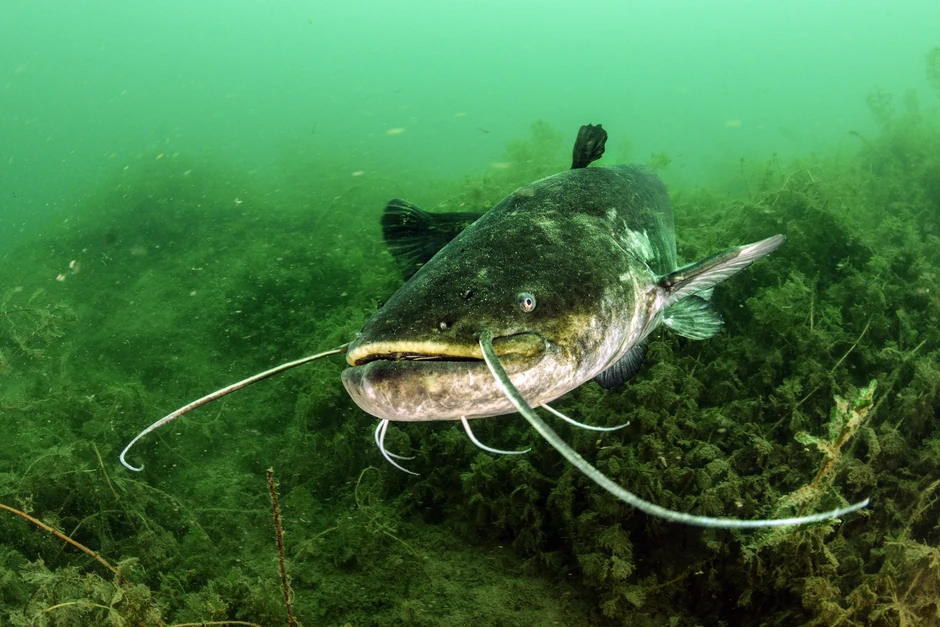 Ronioci kažu da odavno nisu videli soma dužeg od 1,7 metara