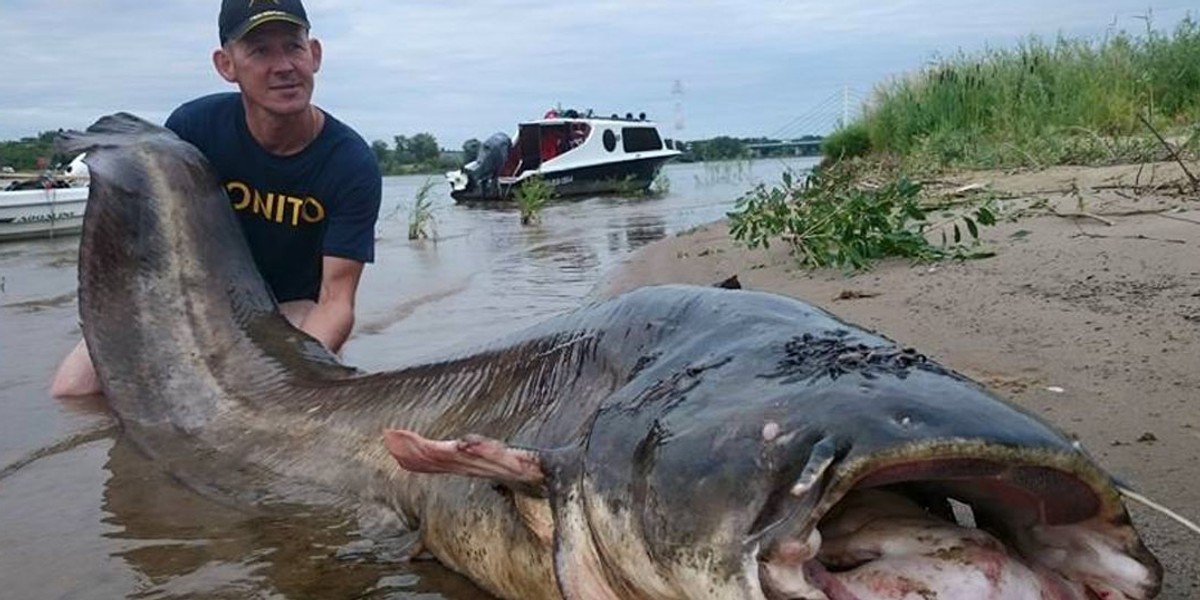 Złowił gigantycznego suma