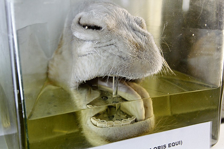 Jedan od eksponata na Veterinarskom fakultetu