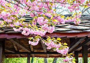 JAPASKI VRT - Botanička bašta 