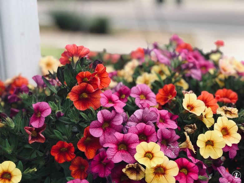 Petunie (Petunia)