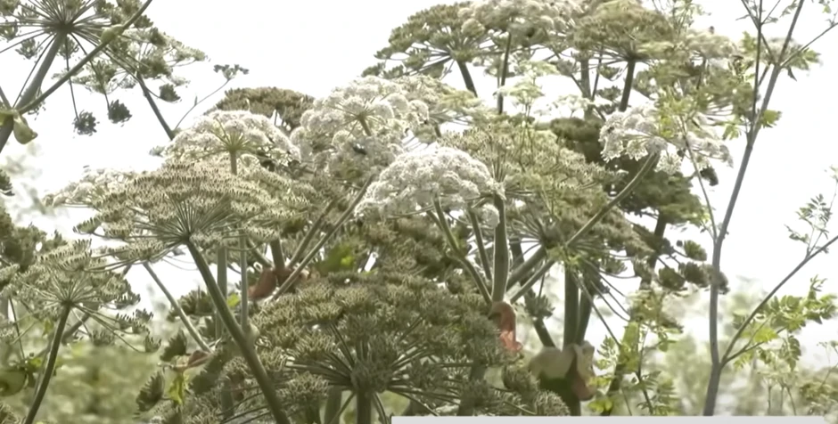 Kako izgleda Heracleum sosnowskyi
