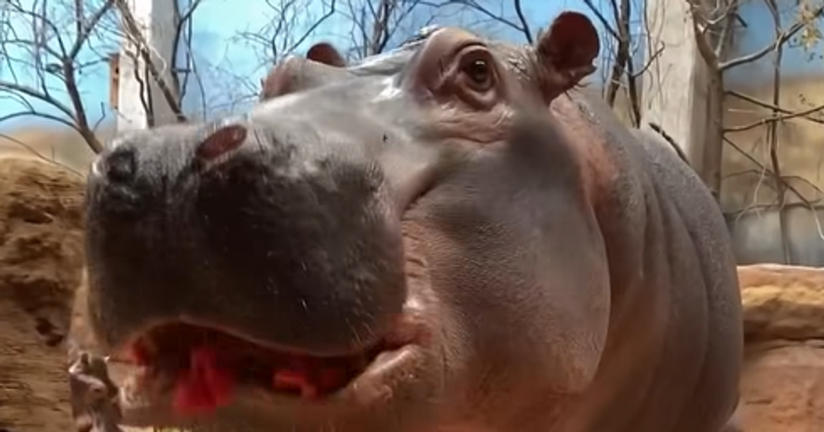 Arbuzowe love w zoo
