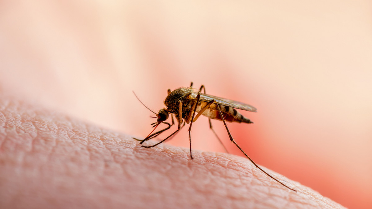 Ekspansja groźnych chorób przenoszonych przez komary. Naukowcy alarmują