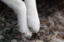 Półżywe psy z wystającymi żebrami, w miskach piasek. DIOZ oskarża gminę Rusiec