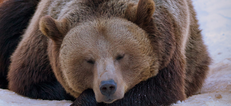 Większość niedźwiedzi w Bieszczadach i Beskidzie Niskim już śpi