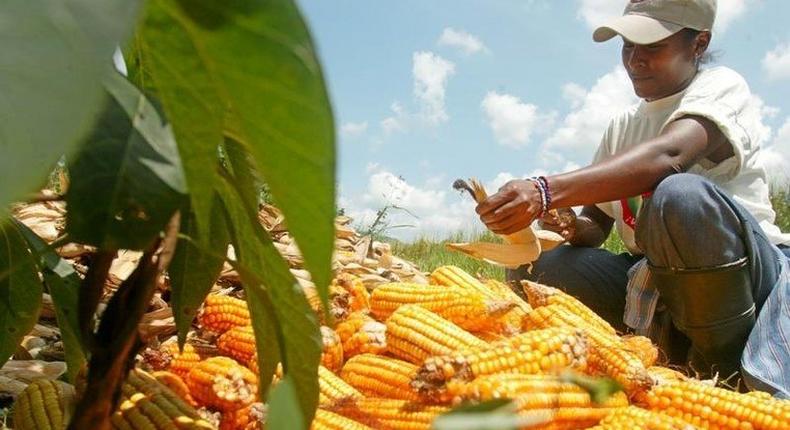 A member of a Venezuelan state-backed farming cooperative harvests corn in a file photo. REUTERS/Howard Yanes