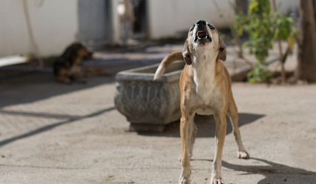Neprestani lavež01 foto Tanjug AP