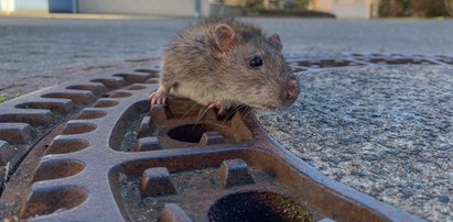 Nietypowa akcja strażaków w Niemczech. Uratowali... szczura