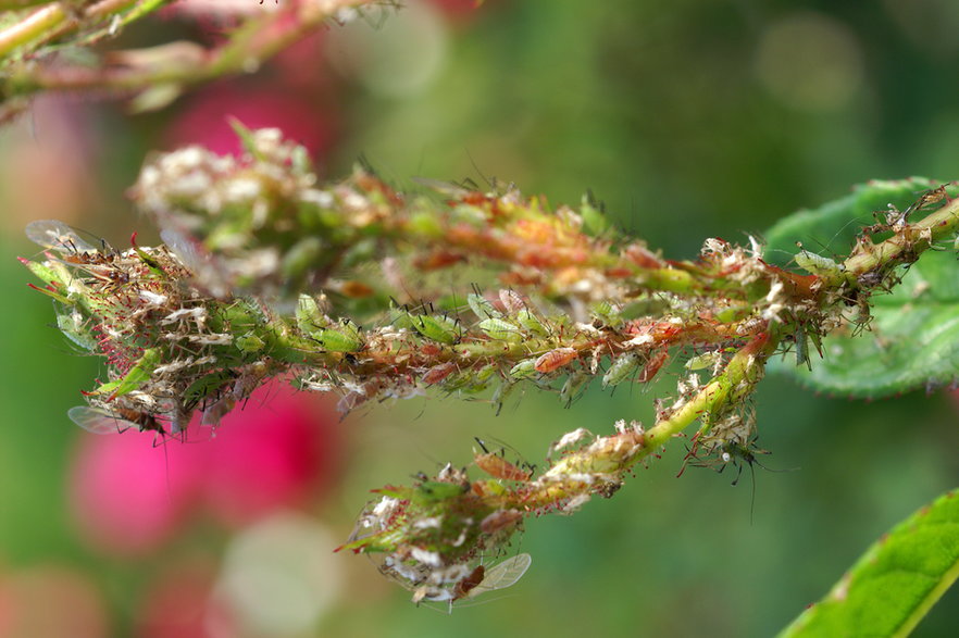 Mszyce mogą zniszczyć uprawy w ogrodzie -  7monarda/stock.adobe.com