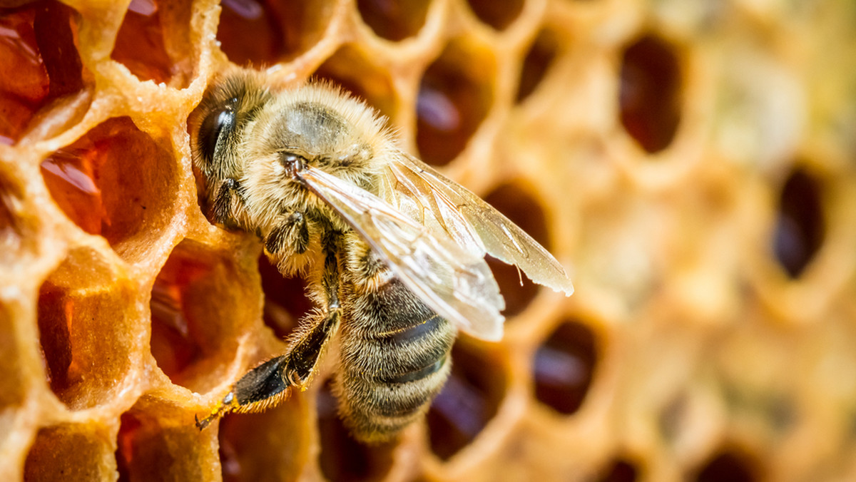 Naukowcy z lubelskich uczelni opracowali preparat, który pomoże zwalczyć jedną z najgroźniejszych chorób u pszczół. Po dwóch latach testów okazało się, że jego skuteczność jest niezwykle wysoka.
