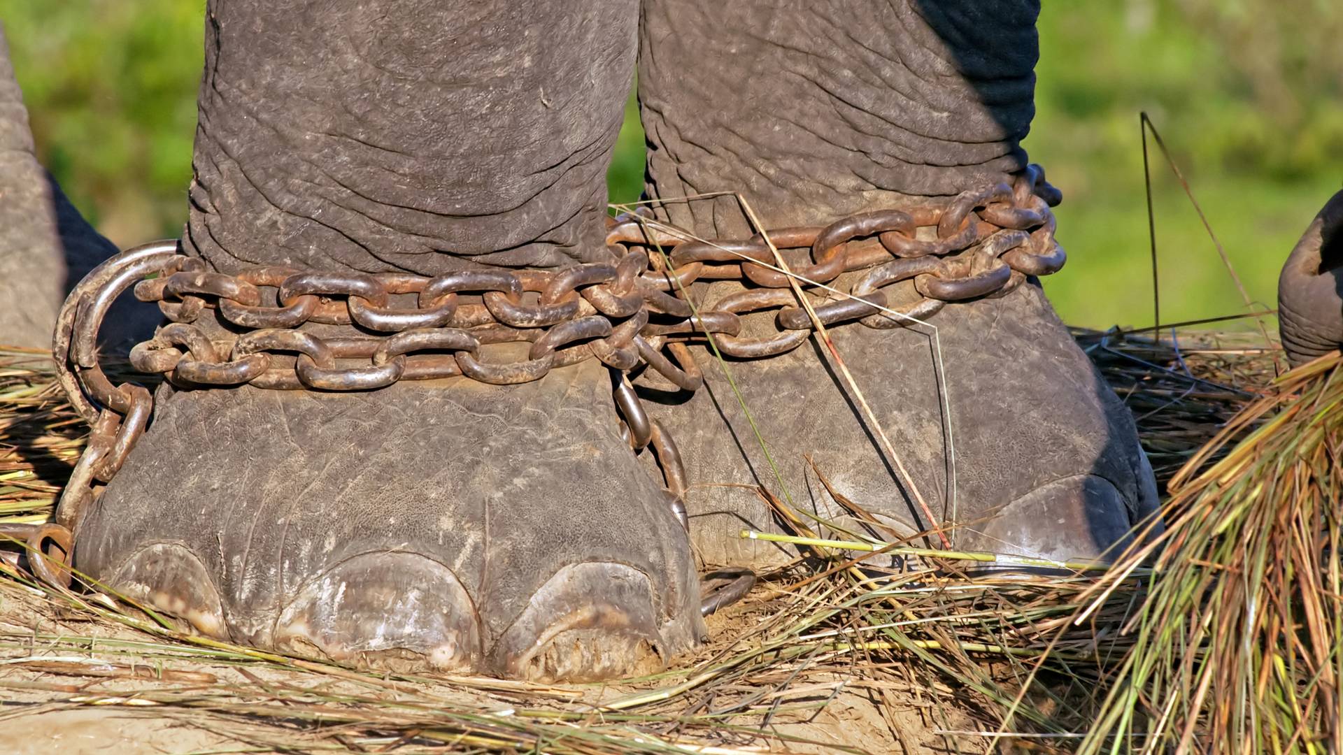 Borzalmas kínzásoknak vannak kitéve a túrázáshoz használt elefántok