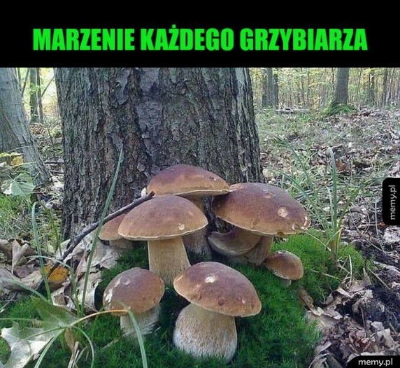 Sezon na grzyby rozpoczęty