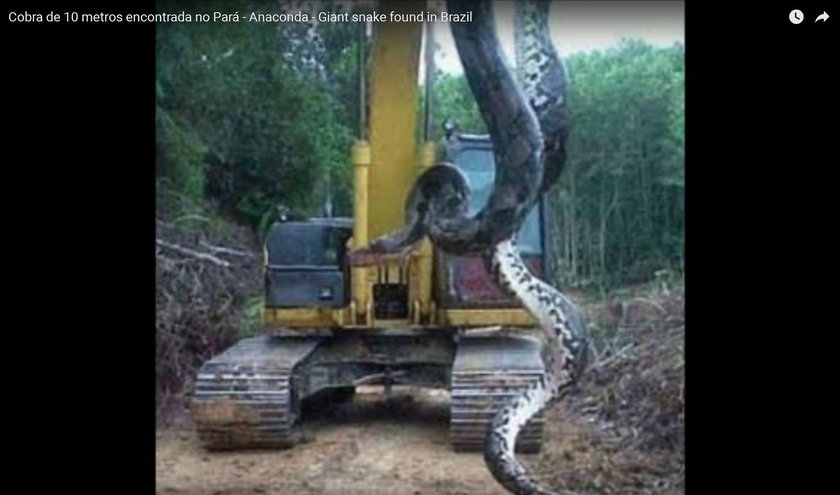 Gigantyczny wąż znaleziony w Brazylii