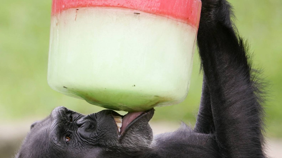 17886_majmun02-ap-rick-rycroft