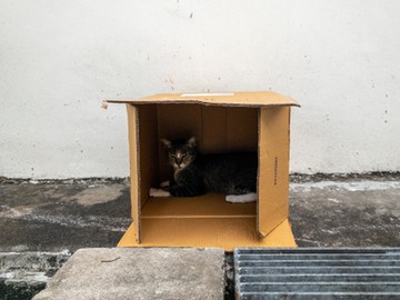 A kvantumfizika szerint az elbomlás eseménye szuperpozícióban van, amíg meg nem figyeljük. Ez azt jelenti, hogy a doboz kinyitásáig a macska egyszerre él is, meg nem is – egyfajta kvantumállapotban lebeg a két lehetőség között létezik. Vagy nem.