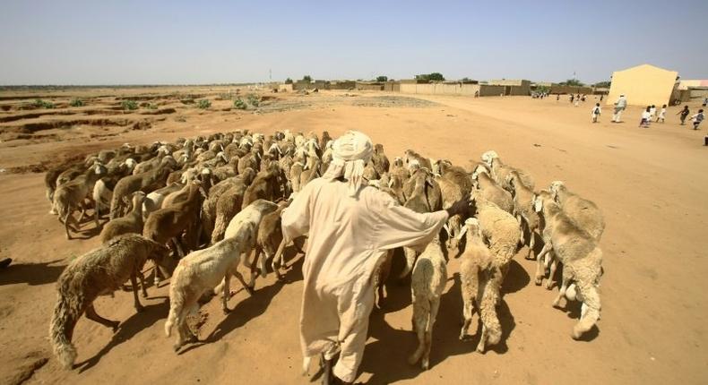 A man walks with his sheep near North Darfur's state capital el-Fasher on September 6, 2016