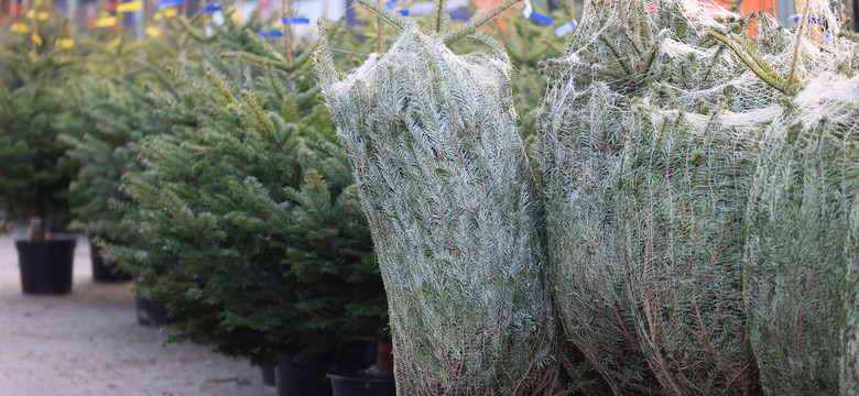 Jak sprawdzić, czy choinka jest świeża? Te triki warto znać przed zakupem