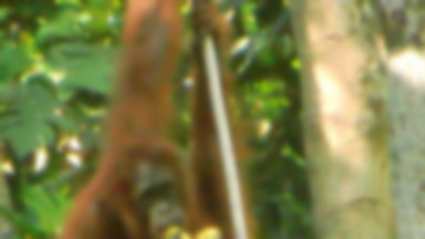 Borneo - Orangutany z Semenggoh Wildlife Centre