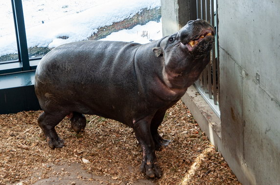 Nowy dom dla hipopotamów w krakowskim ZOO