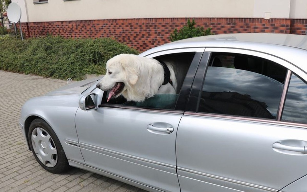 Ukradli Mercedesa z wielkim psem w środku. Potem było już tylko gorzej