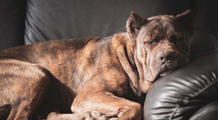 Cane corso