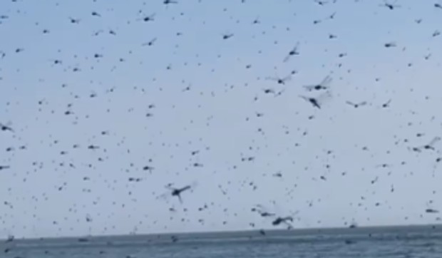 Najezda vilinih konjica