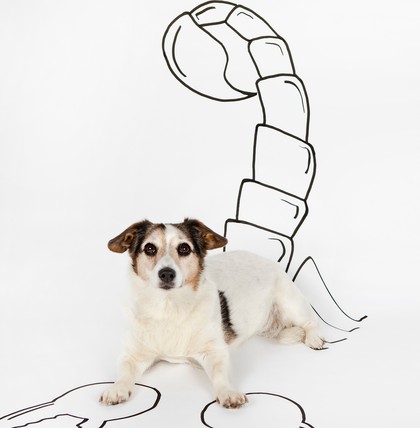 Jeder Hunderasse werden bestimmte charakterliche Eigenschaften zugeschrieben, die dadurch gut zu manchen Sternzeichen passen.