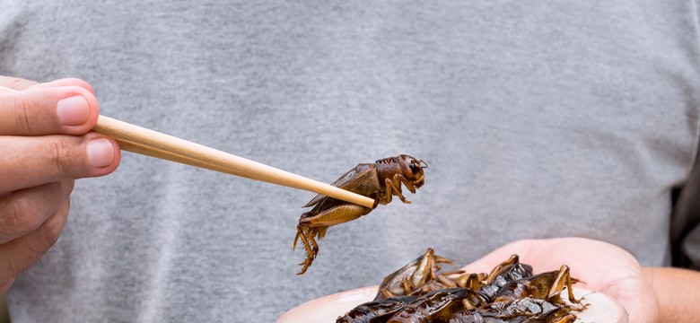 Nowe gatunki robaków na talerzach? Unia Europejska mówi tak