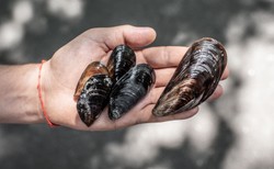 Naukowcy potwierdzili obecność koronawirusa w małżach