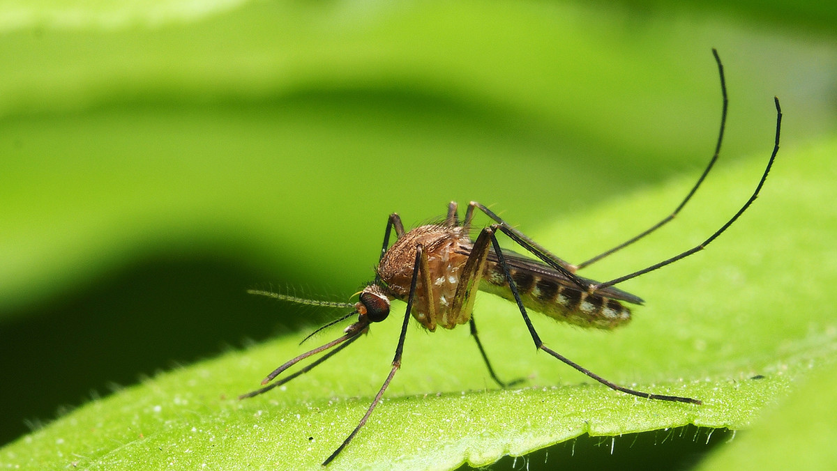 Powstaje mapa niebezpiecznych gatunków komarów. Tworzą się nowe gatunki