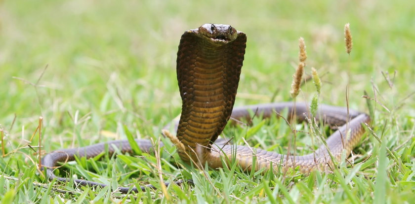 Śmiertelnie niebezpieczna kobra uciekła z zoo. Człowiek umiera w kwadrans po ukąszeniu. Mieszkańcy w trwodze