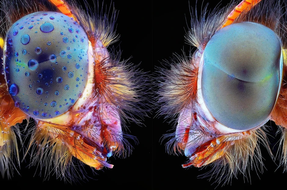 Da li biste pomazili ovo stvorenje?