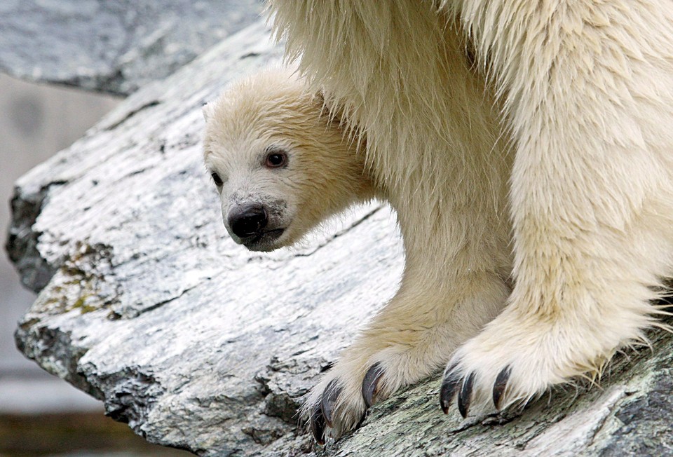 NIEMCY ZOO NIEDŹWIADEK POLARNY