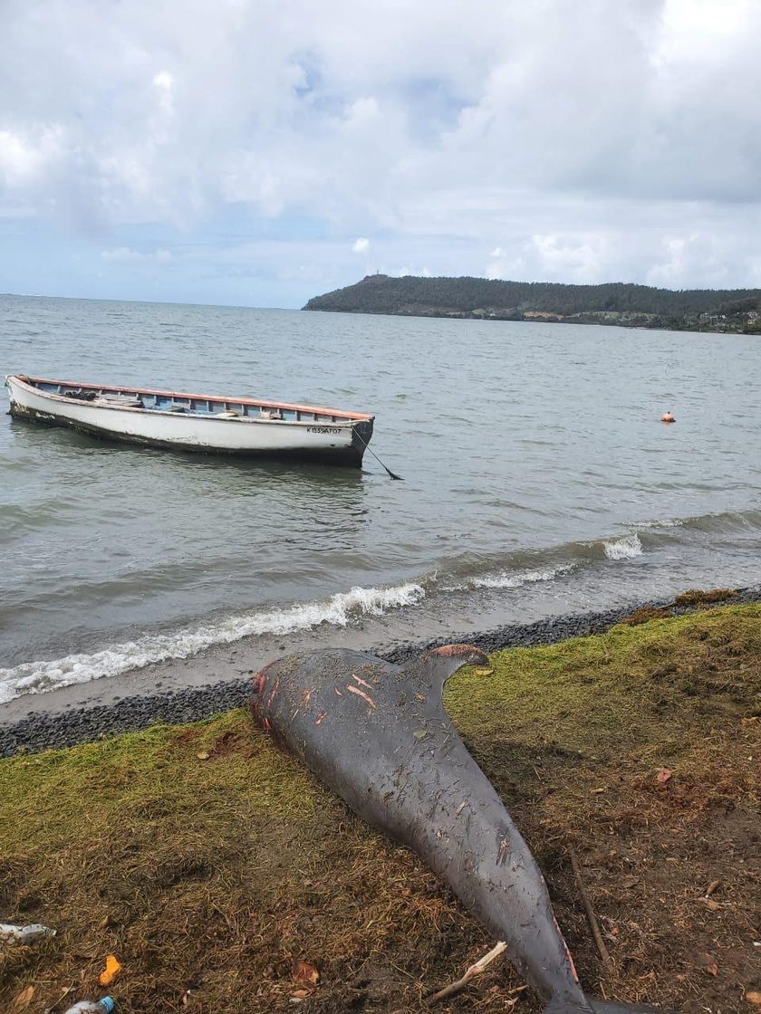 Mauritius: kilkanaście martwych delfinów na plaży. To przez wyciek ropy?