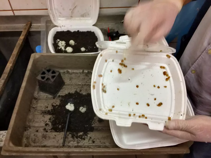 Po miesiącu dojrzewania w inkubatorze ślimaki zostaną przeniesione na pole. W tle -&quot;ślimaczy kawior&quot; pozyskany z torfu przy użyciu pędzelka