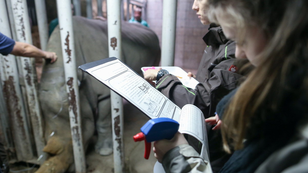 Na świecie istnieją już jedynie dwa nosorożce północne. Obie sztuki to samice niezdolne do zajścia w ciążę. Mimo to jednak naukowcy nie porzucili nadziei na uratowanie gatunku przed wyginięciem. Szansę na to daje udana procedura przeprowadzona na 17-letniej samicy nosorożca południowego, mieszkance chorzowskiego ZOO - informuje serwis naukowy phys.org.