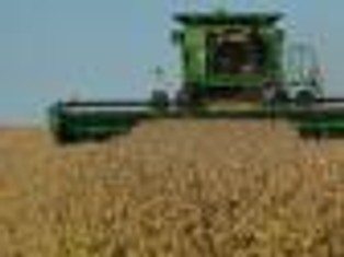 Kukurydza i soja stanieją – przez rekordowe zbiory w USA