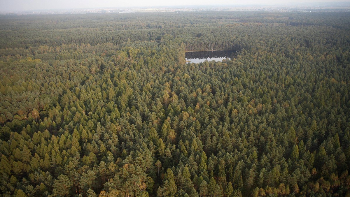 Trzy supernowoczesne, zdalnie sterowane kamery zaczęły chronić Puszczę Niepołomicką przed pożarem. Umieszczono je na szczytach wysokich wież (37-42 m) – informuje "Dziennik Polski".