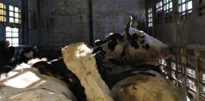 Prokuratura: Krowy były zarażone!