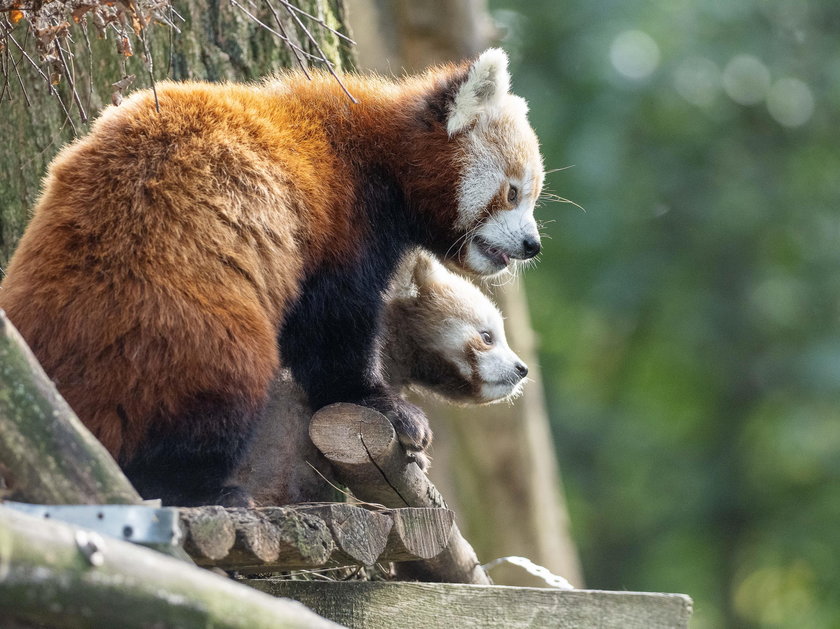 Panda mała poznaje świat