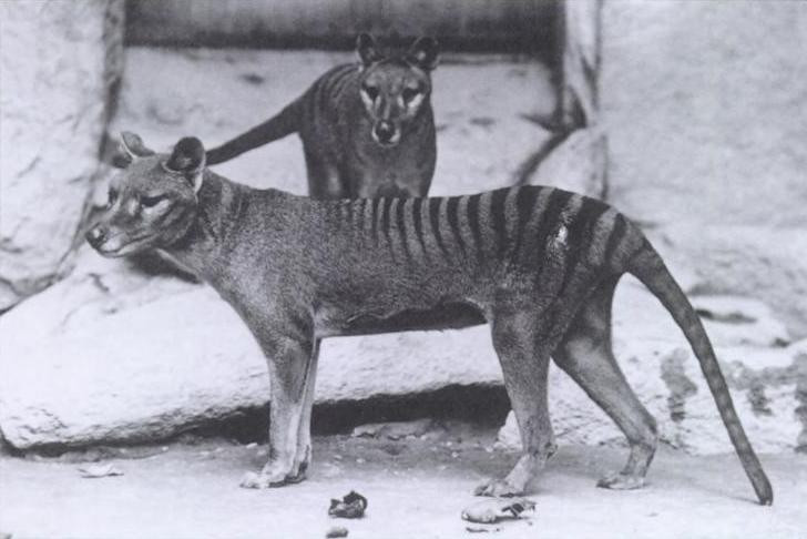 Para tygrysów tasmańskich w ogrodzie zoologicznym; 1906 rok. 