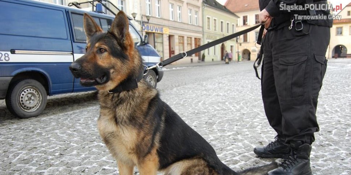 Policja w Tarnowskich Górach ma nowego psa. To owczarek niemiecki Kair