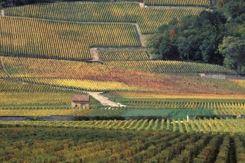 Klimat i gleby Burgundii (Francja)