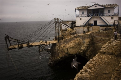 PERU GUANO FEATURE