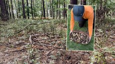 Mangusteczki karłowate zamieszkały w gdańskim zoo – nowy gatunek małych drapieżników — image 4