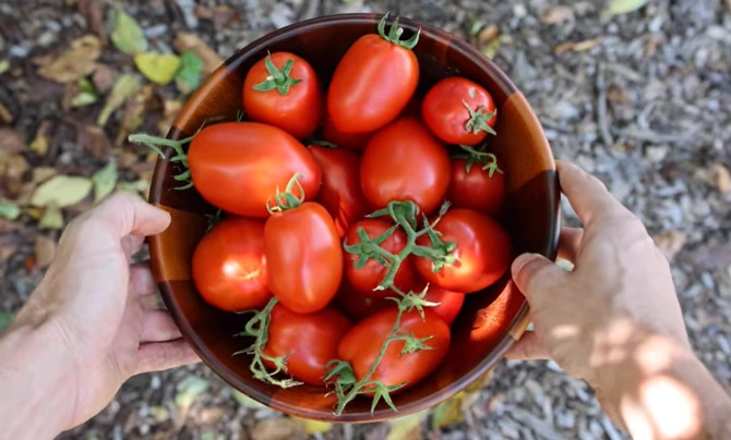 Bogat rod paradajza