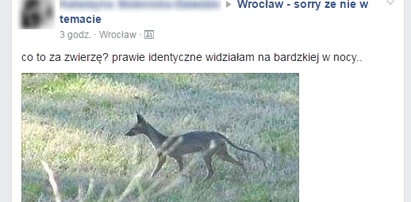 Tajemnicze zwierzę grasuje we Wrocławiu. Eksperci nie wiedzą, co to jest