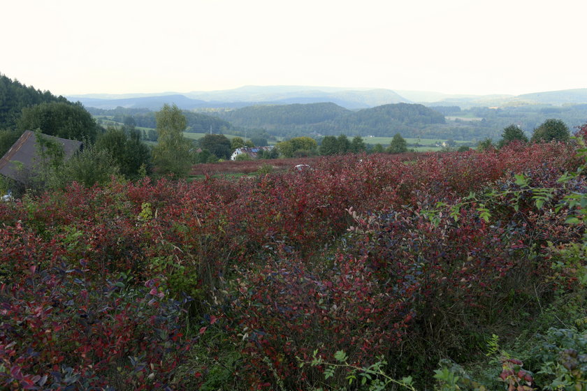 Zdrowa aronia