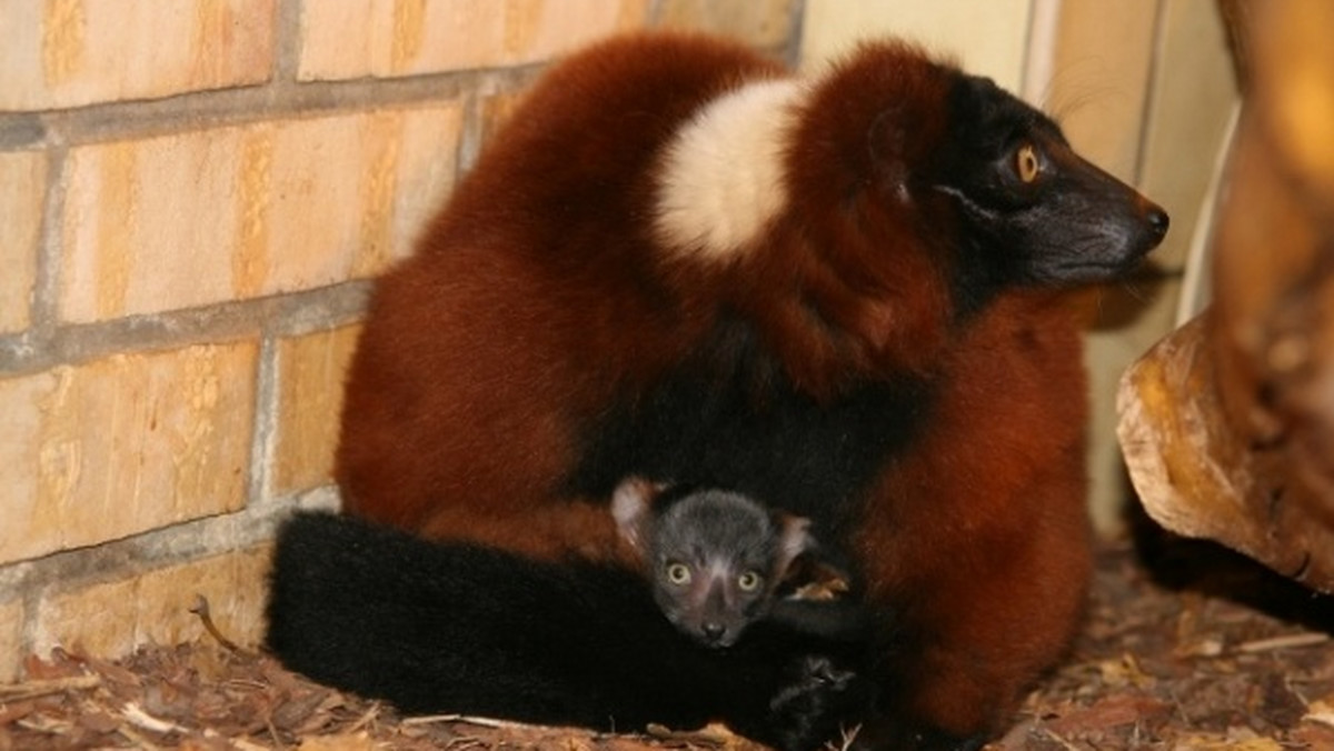 Rude lemury wari są najmłodszymi mieszkańcami zoo. Młode to bliźniaki, które przyszły na świat niespełna miesiąc temu. Od czwartku goście ogrodu zoologicznego mogą już oglądać rodzeństwo, które cały dzień spędzą na zabawie.